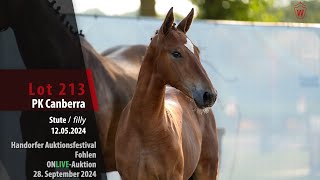 Auktionsfestival Lot 213 PK Canberra Stute v Carrera VDL  Monte Bellini [upl. by Virg420]