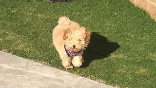 TOY POODLE Running Fast [upl. by Odlanier]