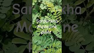 shorts Madecine Plant SarpunkhaBenefts of sarpunkhatephrosiapurpurea shortsvidio viralvidio [upl. by Natika]