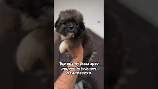 Lhasa apso puppies available chery or chotu k bachche [upl. by Taft]