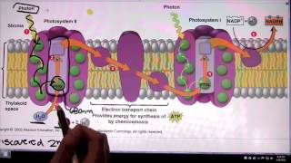 Photosystem 2 and Photosystem 1 [upl. by Mattah360]