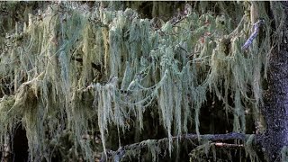 Lichens and Lichen Bioindication Science [upl. by Nelra613]