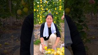 High Yielding Passion Fruit Farming  Delicious Passion Fruit Harvesting shorts satisfying fruit [upl. by Nica]