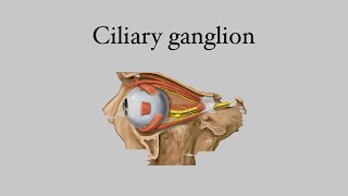 Ciliary ganglion [upl. by Einittirb710]