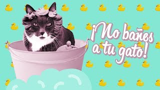 ¿Por qué NO debes bañar a tu gato ¿Puede enfermar 🙀 [upl. by Ennaid]