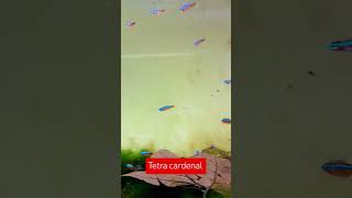 Paracheirodon axelrodi Tetra cardenal Probablemente uno de los peces de agua dulce más difundidos [upl. by Haidabo]