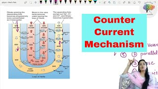 Counter Current Mechanism [upl. by Inigo]