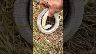 Hognose Snake Plays Dead shorts [upl. by Ailecnarf]