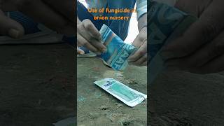 Use of fungicide in onion nursery iansddu ddugkpuniversitygkp agriculture [upl. by Golanka]