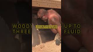 Trucker gets TRAPPED in scorching 50degree heat outback heatexhaustion dangerousjobs [upl. by Iht]