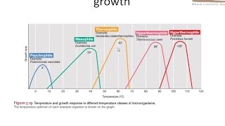 Effect of temperature on bacterial growth [upl. by Ormand394]