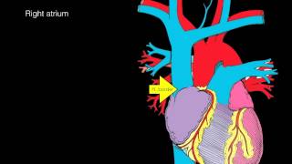 Heart Anatomy [upl. by Mace740]