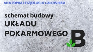 schemat budowy UKŁADU POKARMOWEGO  ANATOMIA i FIZJOLOGIA człowieka  KOREPETYCJE z BIOLOGII  267 [upl. by Ariew]