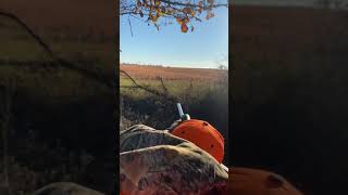 22250 drops whitetail deer in his tracks 160 yards [upl. by Derrick]