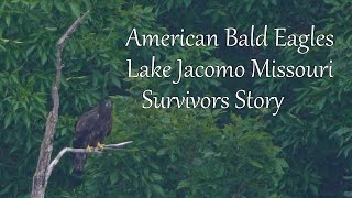 American Bald Eagles at Lake Jacomo  A Survivors Story [upl. by Aimo232]