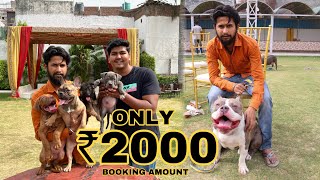 Cheapest Dog Market In Delhi  Only ₹2000  Pit bull American Bully Labrador German Shepherd etc [upl. by Frissell]