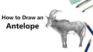 How to Draw an Antelope with Pencils Time Lapse [upl. by Dercy171]