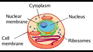 CYTOLOGY CYTOPLASM  LECTURE TWO PART TWO [upl. by Gorton971]