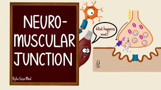 Neuromuscular Junction  NMJ  Neuromuscular transmission  Myology  Nerve Muscle Physiology [upl. by Irianat]