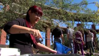 Desert pupfish stocking [upl. by Kilroy]