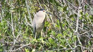 Héron bihoreau Night Heron nycticorax nycticorax Everglades Floride avril 2024 [upl. by Ellehcim482]