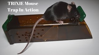 TRIXIE Mouse Trap In Action A German Live Catch Mouse Trap [upl. by Ahsenauj]