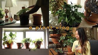 I left my plants alone for two weeks [upl. by Avir]