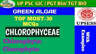 MCQs BASED ON CHLOROPHYCEAE GREEN ALGAE [upl. by Nolyar]