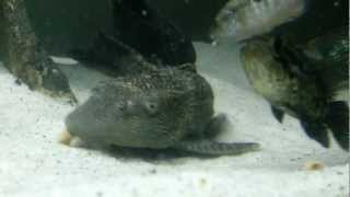 Plecostomus feeding on shrimp pellets [upl. by Christina530]