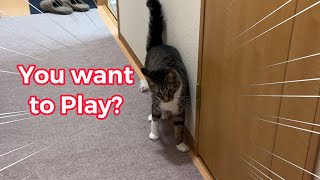 You Want to Play Tora chan morning run lifewithcats catlover funnycats [upl. by Ladnar94]