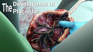 development of the placentalabor and delivery  birthembryologyplacental maternal side formation [upl. by Cissiee481]