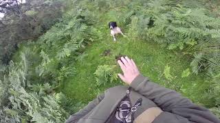 Gundog training Spaniels love to hunt rabbits [upl. by Aecila]