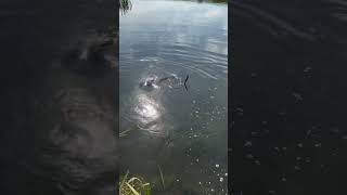 fishing pikefishing welland uk river [upl. by Berner]