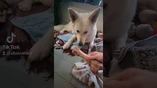 😂 gsd training food funny [upl. by Karlene851]