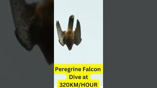 Peregrine Falcon Dive at 320kmhour [upl. by Glaser990]