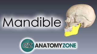 Mandible  Skull Anatomy [upl. by Nihs]