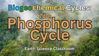 Detailing The Phosphorus Cycle [upl. by Caresse]