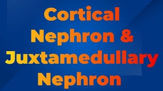 Cortical Nephron amp Juxtamedullary Nephron Difference between Cortical and Juxtamedullary Nephron [upl. by Oeramed525]