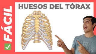 ✅ Huesos del TORAX esternón y costillas Anatomía [upl. by Con692]