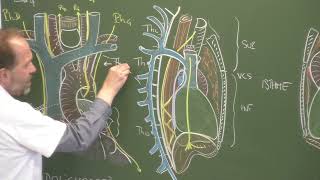 Thorax 6  Organisation du médiastin Mediastinum 1 topographic anatomy [upl. by Wagshul]