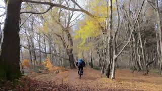 Jungfernflug DJI Neo  into the woods [upl. by Bronwyn]