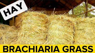 Clearing Brachiaria Grass  Mulato Grass For Storage As Hay [upl. by Sudnak]