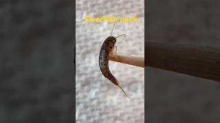 Silverfish for the first time insects silverfish music song cover naturemoth liveviralvideo [upl. by Berry924]