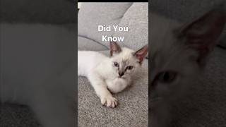 AMAZING Changes When Kitten Is 8 Weeks Old animalfacts funfacts cutecat kitten [upl. by Annocahs]