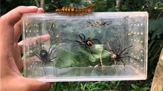 the easiest way to catch a lot of spider‼️hunting weaver spider orb spider grasshopper [upl. by Llacam]