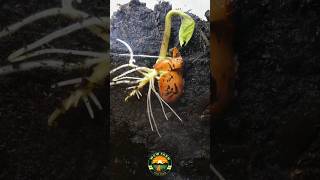 seeds growing time lapse video growingseeds amazing satisfying farming shortsfeed [upl. by Ilbert]