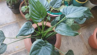 How to care for your Alocasia CucullataBuddhas HandChinese Taro plant [upl. by Esac60]