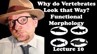 Lecture 10 Why do Vertebrates Look that Way Functional Morphology [upl. by Avan]