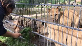 Besuch beim Löwenrudel im Neuwieder Zoo [upl. by Temhem]