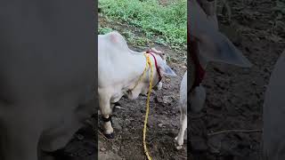 Punganur cows for sale 9110525959 [upl. by Uah677]